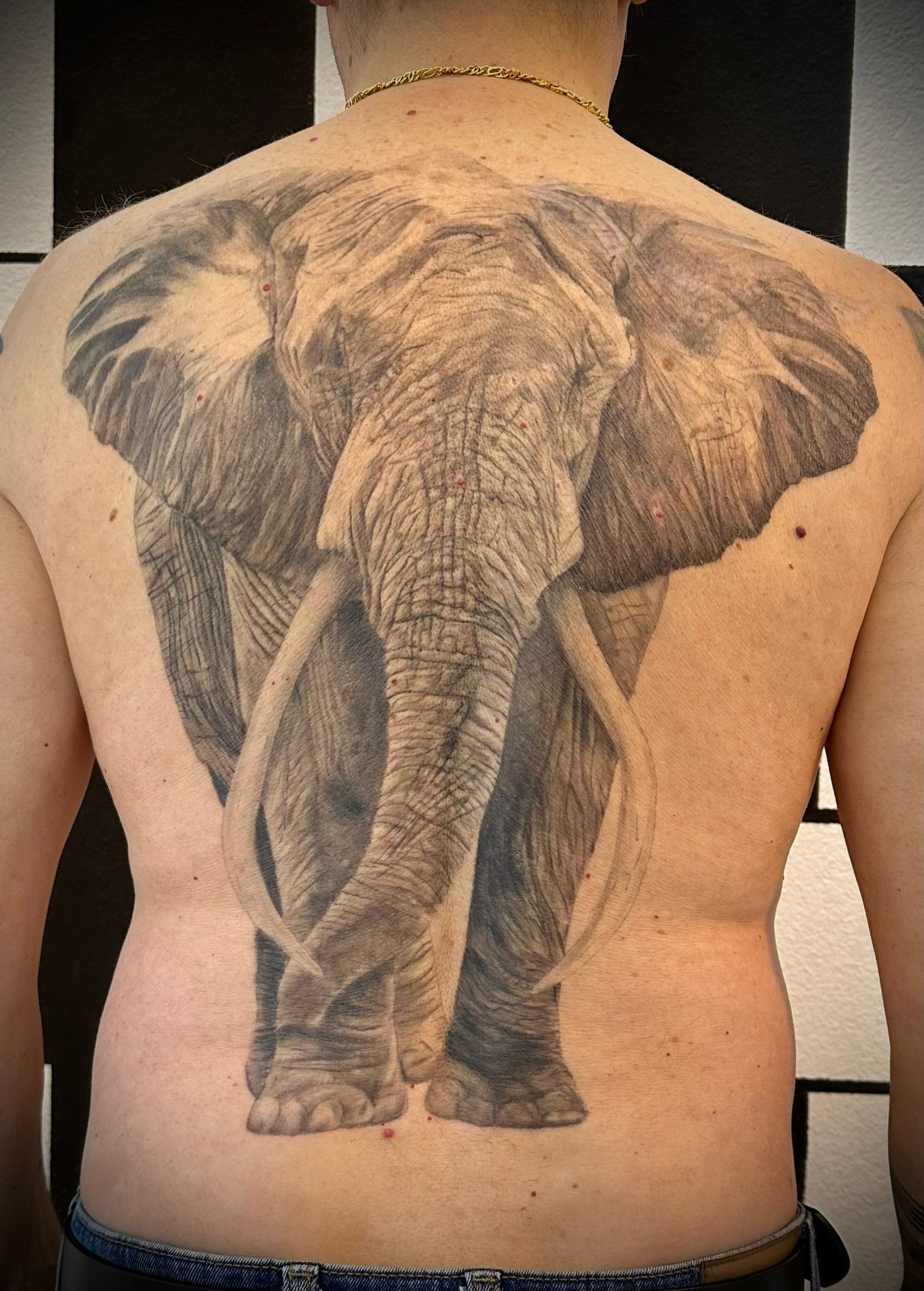 Elefante